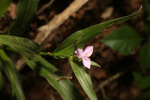 Image of Tradescantia gigantea by (c) Reid Hardin, some rights reserved (CC BY)