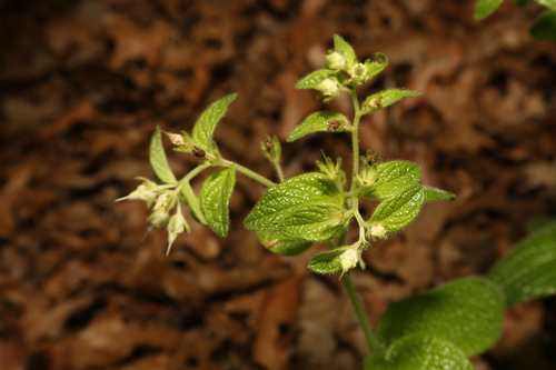 Lithospermum helleri, photograph 2