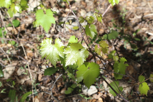 Image of Vitis monticola by (c) Reid Hardin, some rights reserved (CC BY)