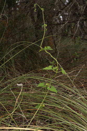 Image of Matelea edwardsensis by (c) Reid Hardin, some rights reserved (CC BY)