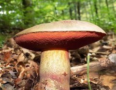 Rubroboletus rubrosanguineus