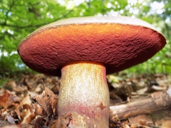 Rubroboletus rubrosanguineus