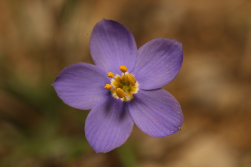 Image of Giliastrum rigidulum by (c) Reid Hardin, some rights reserved (CC BY)