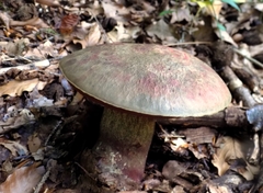 Rubroboletus rubrosanguineus