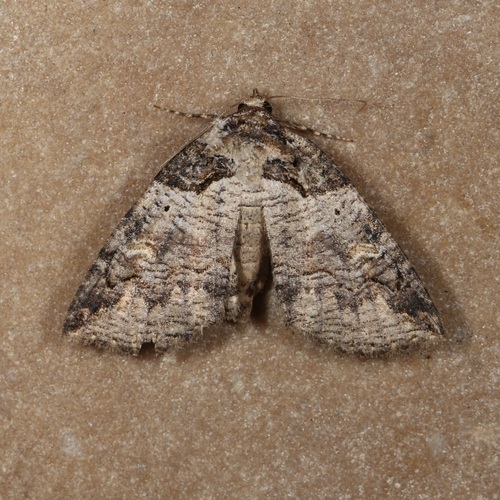 Intent Zale Moth photo 3