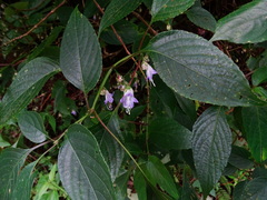 Strobilanthes ciliata