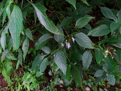Strobilanthes ciliata
