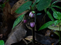 Strobilanthes heyneana