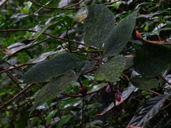 Strobilanthes heyneana