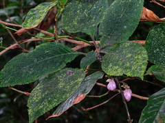 Strobilanthes heyneana