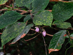 Strobilanthes heyneana