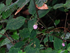 Strobilanthes heyneana