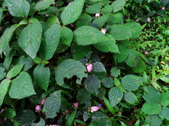 Strobilanthes heyneana