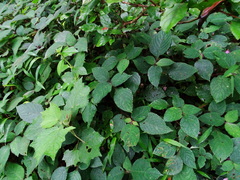 Strobilanthes heyneana