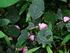 Strobilanthes heyneana
