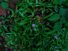Strobilanthes heyneana