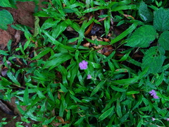 Strobilanthes heyneana
