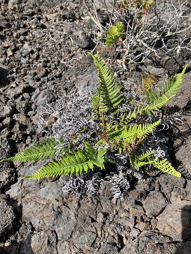 Image of Pityrogramma austroamericana by no rights reserved