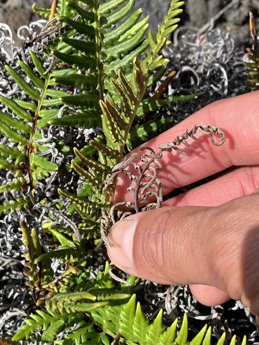 Image of Pityrogramma austroamericana by no rights reserved