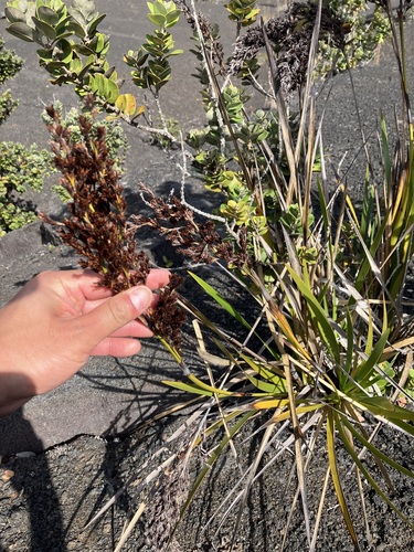 Image of Machaerina angustifolia by no rights reserved