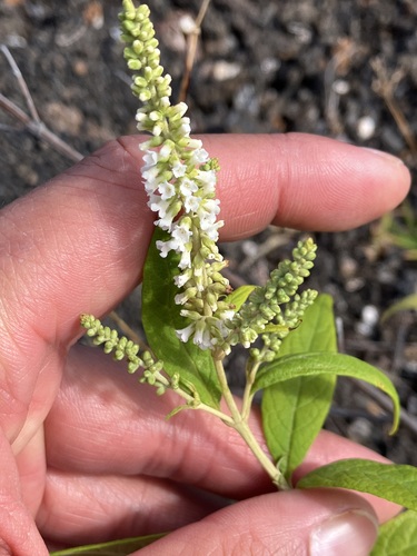 Image of Buddleja asiatica by no rights reserved