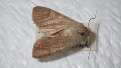 Ammoconia caecimacula