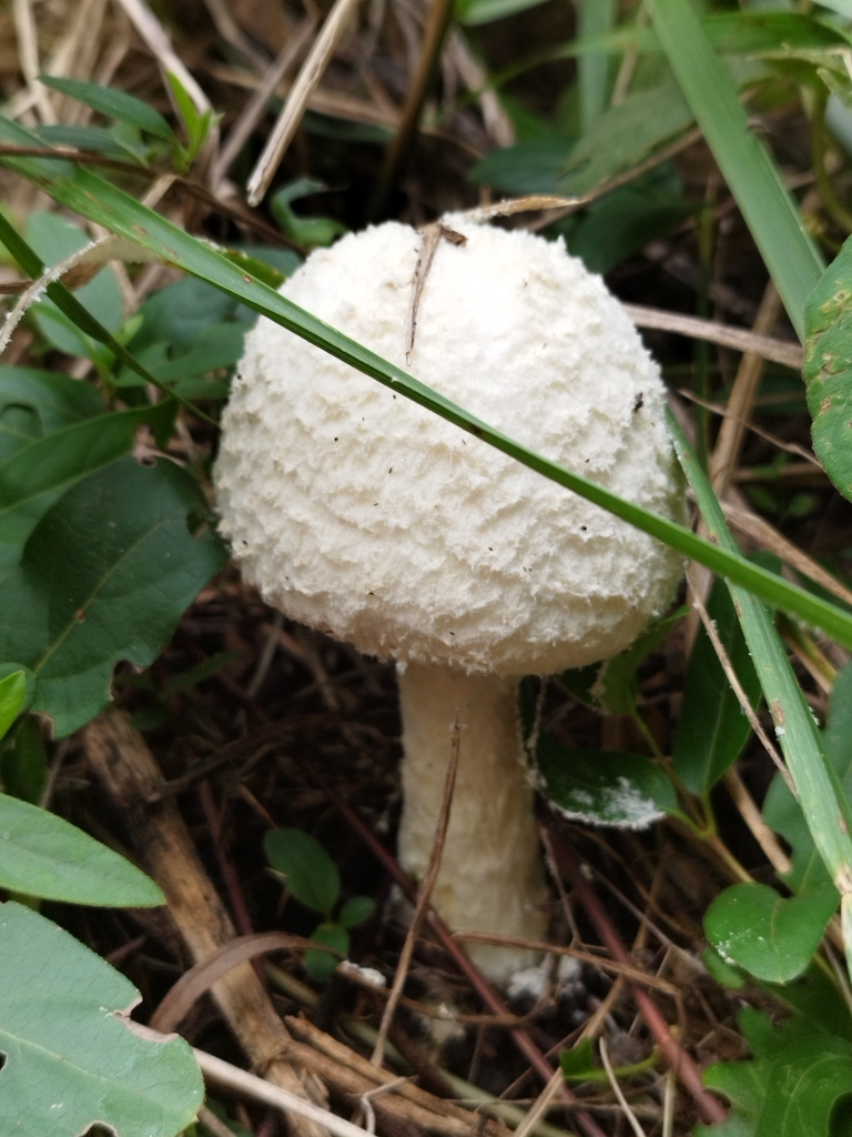 Amanita foetens · March 2025 · photo: © seba_fornes (iNaturalist, cc-by)
