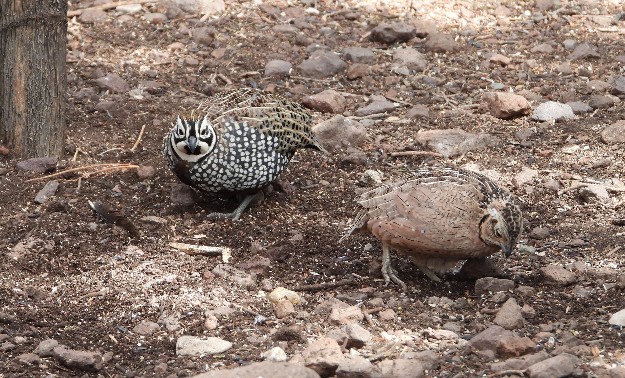 Montezuma Quail (Cyrtonyx montezumae), photo 6
