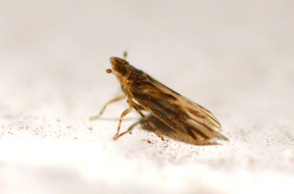 Megamelus gracilis