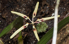 Bulbophyllum brienianum
