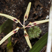 Bulbophyllum brienianum - Photo (c) CHUNG CHANG-LIN,  זכויות יוצרים חלקיות (CC BY-NC), הועלה על ידי CHUNG CHANG-LIN