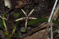 Bulbophyllum brienianum