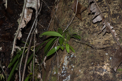 Bulbophyllum brienianum
