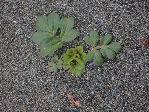 Image of Glehnia littoralis by no rights reserved