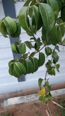 Strophanthus