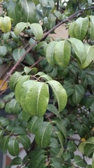 Strophanthus
