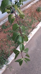 Strophanthus