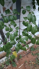 Strophanthus