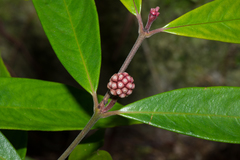 Schradera membranacea