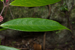 Schradera membranacea