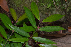 Schradera membranacea