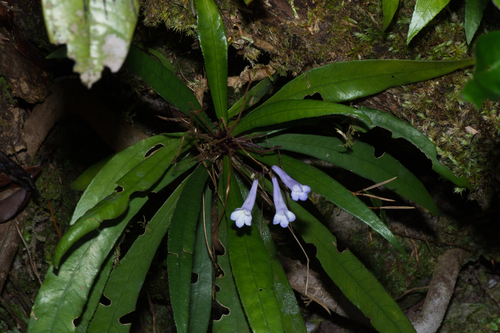 Henckelia angustifolia
