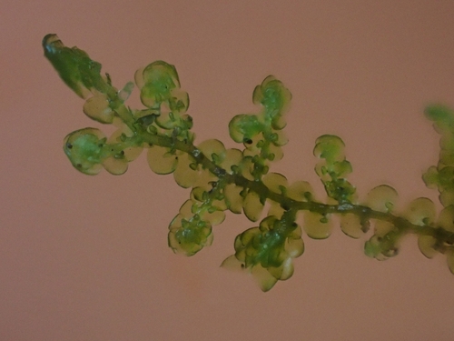 Image of Frullania nisquallensis by no rights reserved