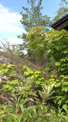 Acer platanoides