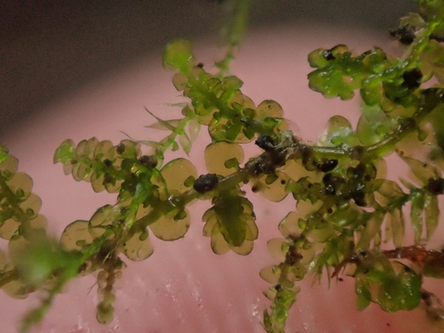 Image of Frullania nisquallensis by no rights reserved