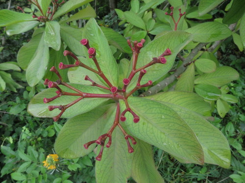 Euphorbia umbellata