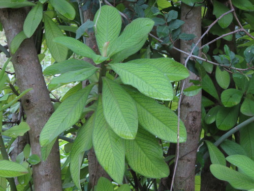Euphorbia umbellata