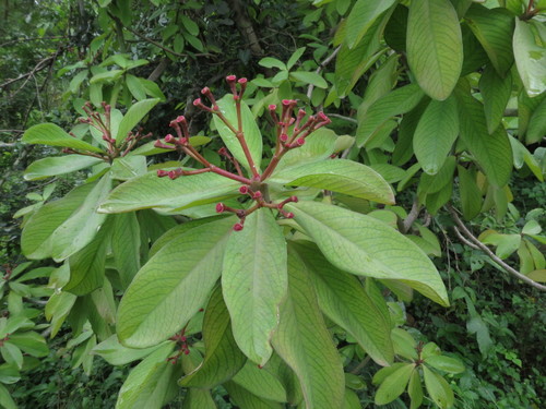 Euphorbia umbellata