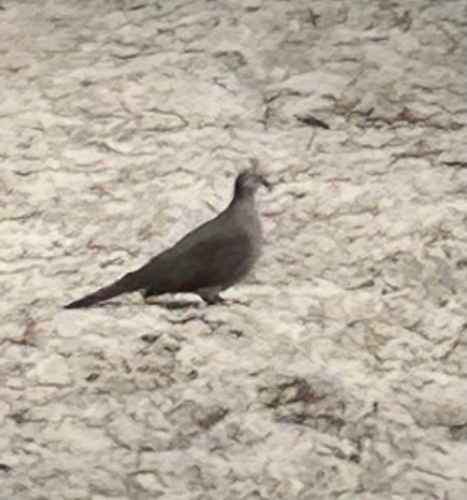 Spilopelia chinensis