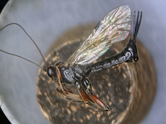 Pimpla turionellae